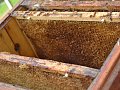 Exkurze u včelína 2023